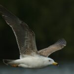 Gullverktøy: En Uunnværlig Ressurs for Gullinvestorer